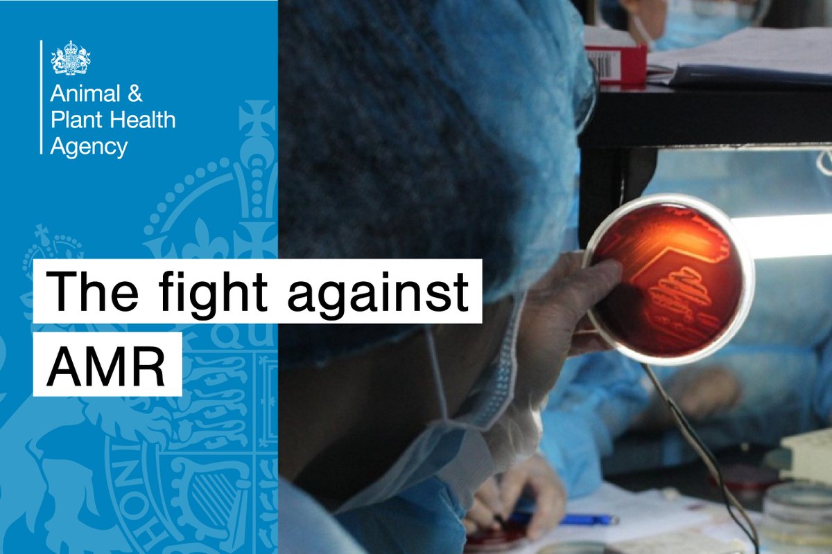 APHAgovuk's tweet image. In our latest #APHAscience blog, APHA&apos;s Ramon Maluping talks about how a UK–Philippines workshop empowered labs with vital skills to combat antimicrobial resistance and protect health, food systems, and the environment.

Read more: 👇 
aphascience.blog.gov.uk/2025/10/27/a-m…
#AMR #OneHealth