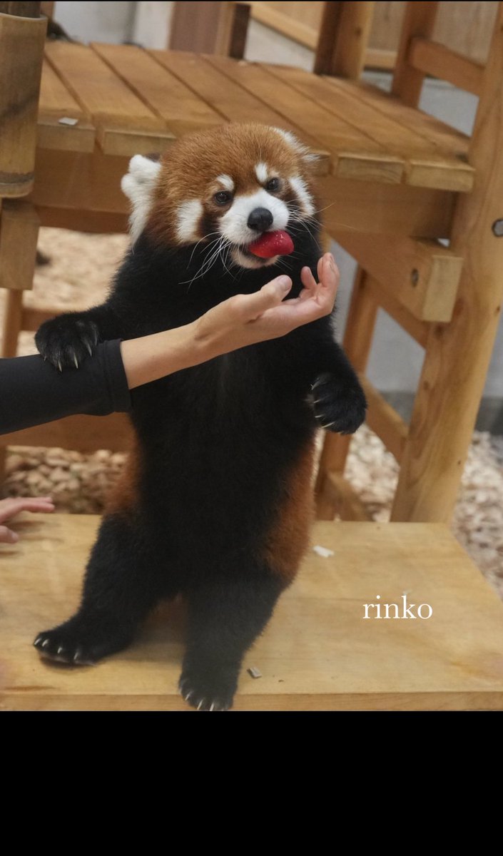 rinko (@mii07130) / Posts / X