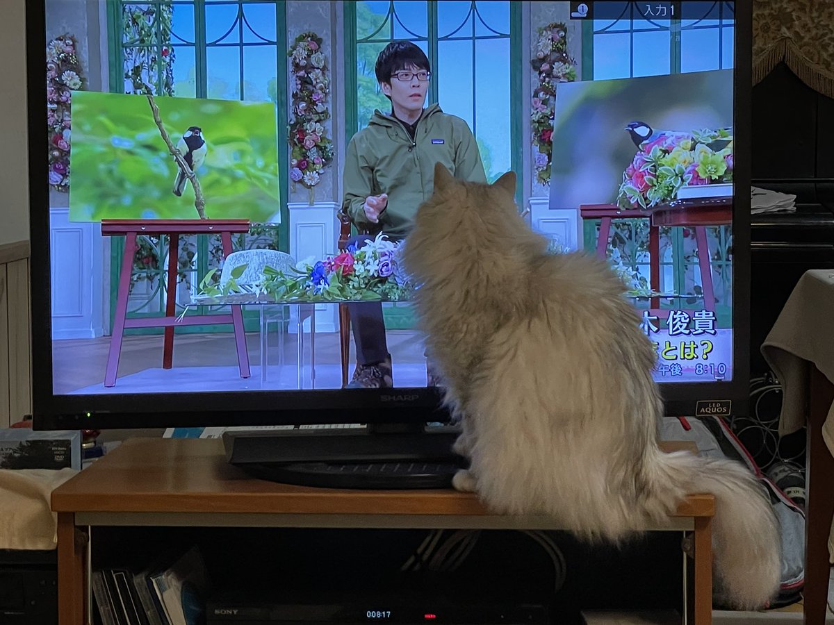 しょこちゃん (@Yuko2626Kasen) / Posts / X