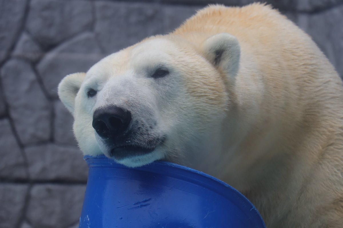 浜の白熊 熊クマ on X