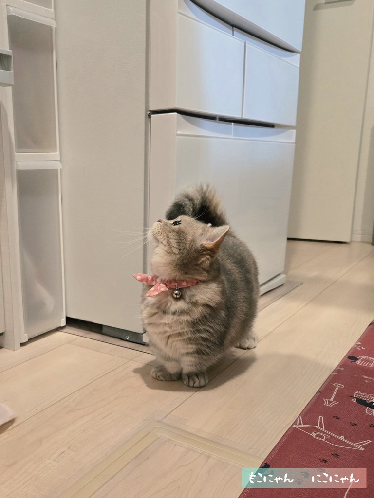 ここにあるにゃよ೨⁾⁾🩷

おやつが出てくる場所も知ってるね😊