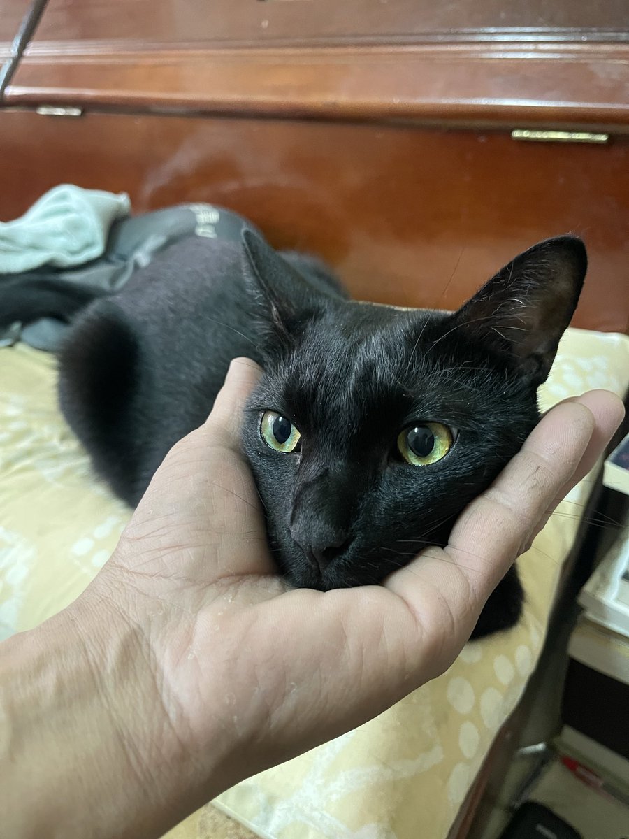 Kán Tì-hô (@chigou) on Twitter photo 