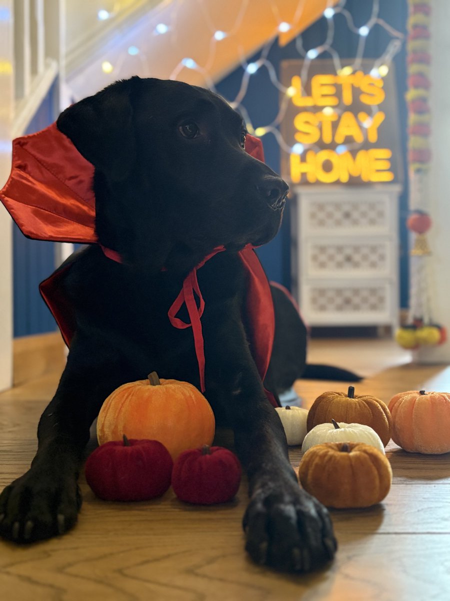 It’s coming up to Halloween. Couldn’t resist dressing up the dog. It’s a good distraction from that essay I’m supposed to be writing as well!