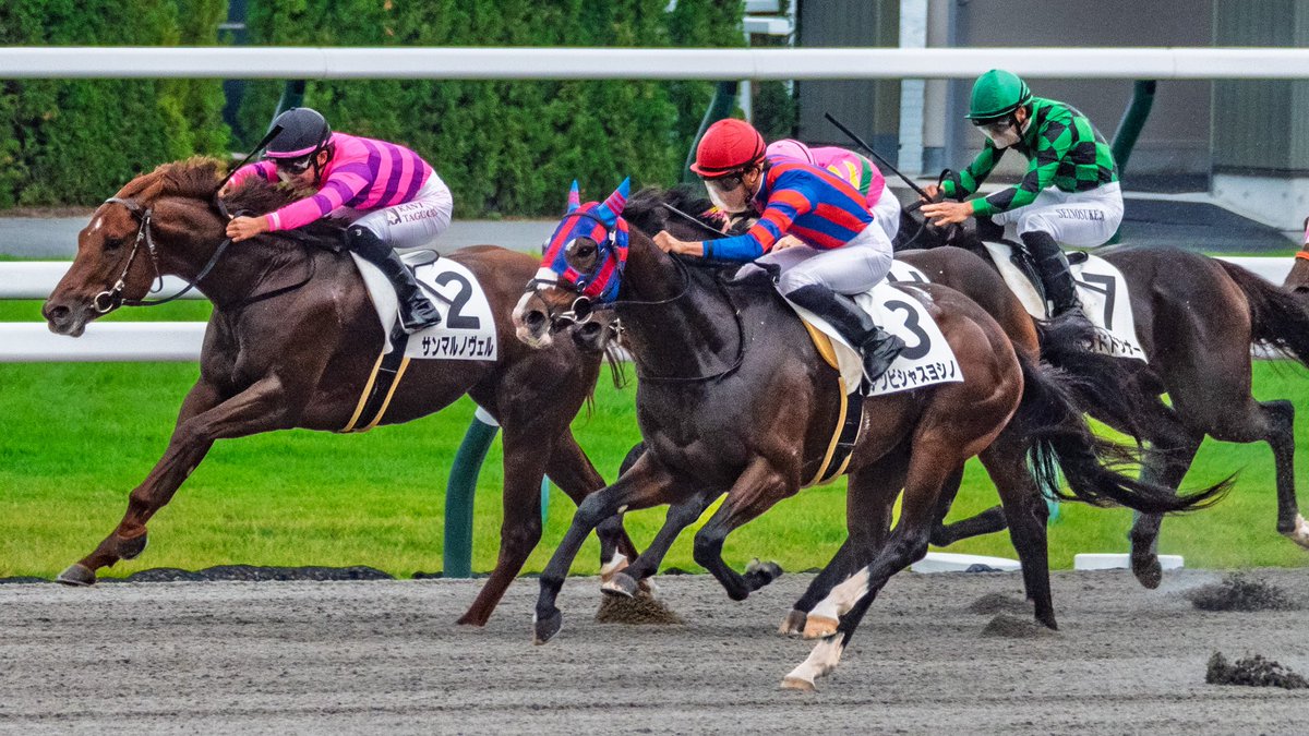 HORSE.Ⅱ2さま Schneiders® Figure 8 English Jump Bridle | Schneiders