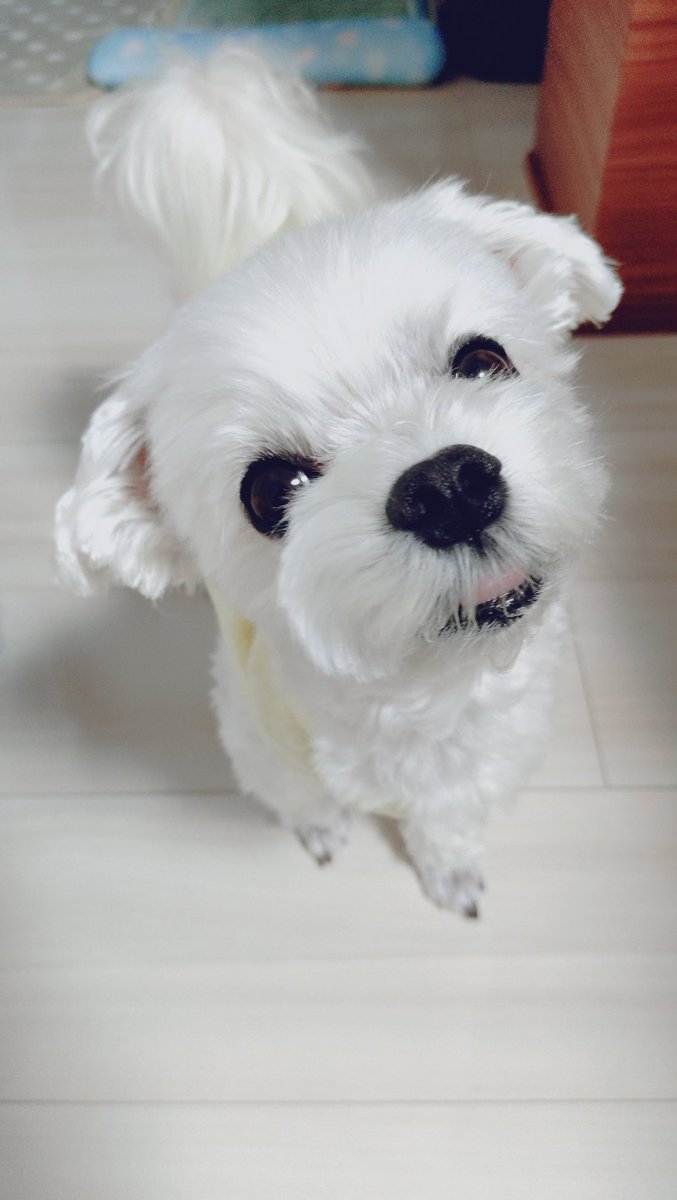 にこまる (@6yQgZFNMNk76215) / Posts / X