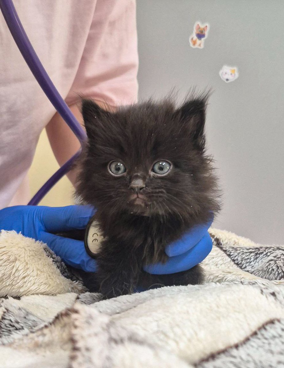 Я редко прошу о помощи, но сейчас как-то совсем тяжко...Мы с Кексом боремся, но у этой борьбы есть цена, ведь спасение - это не только фото, но и счета. Накопилось долгов за лечение, Кексу нужны лекарства, еда для стада улетает, только успевай заказывать...Помогите, пожалуйста 🙏