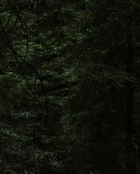 あおい🇦🇪＠森が好き🍃 (@michelleri99541) on Twitter photo 