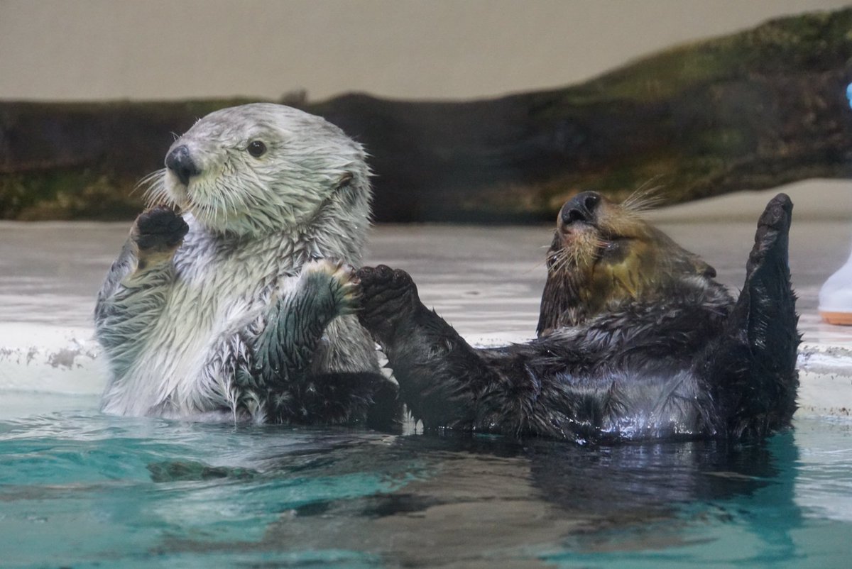 オンオン (@fungyinon) / Posts / X