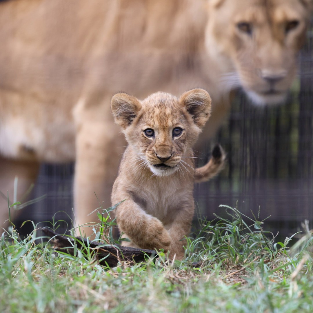 みるきー みるきー🥺🥛乙女系Vtuber💖 (@milkybericafe) / Posts / X