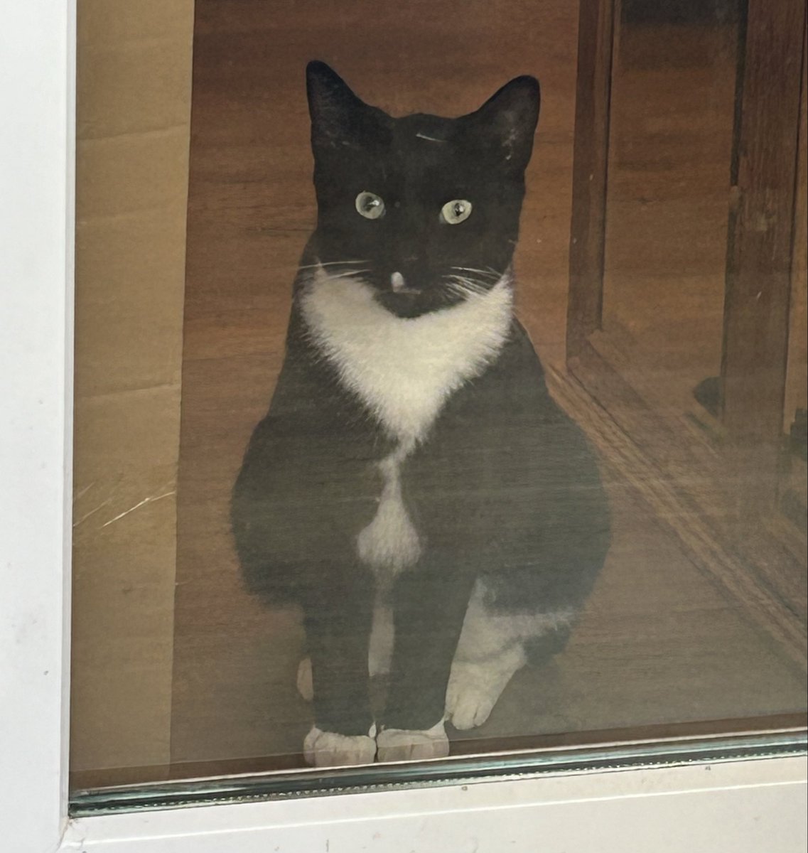 Morning all
*sighs*
I’m out here (working amongst my stock where Basil is not permitted due to his climbing/burrowing/other attention seeking tendencies.
He is in there - where it is nice and warm and comfy.
Am I hard hearted?? Answers on a postcard…