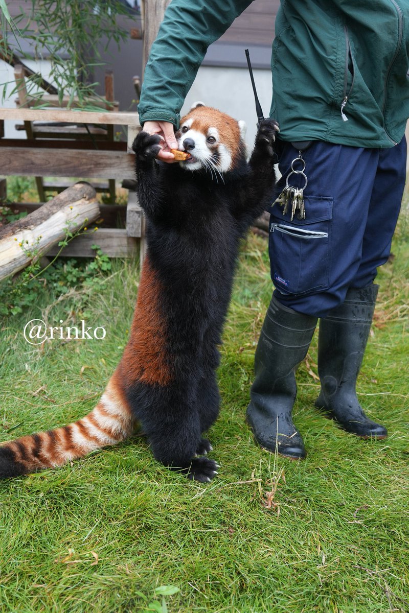 rinko様 rinko (@mii07130) / Posts / X