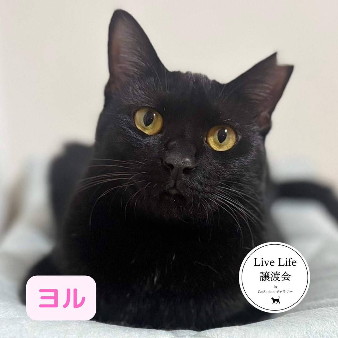 【黒猫様】 LiveLife譲渡会 in CatSocionギャラリー on X