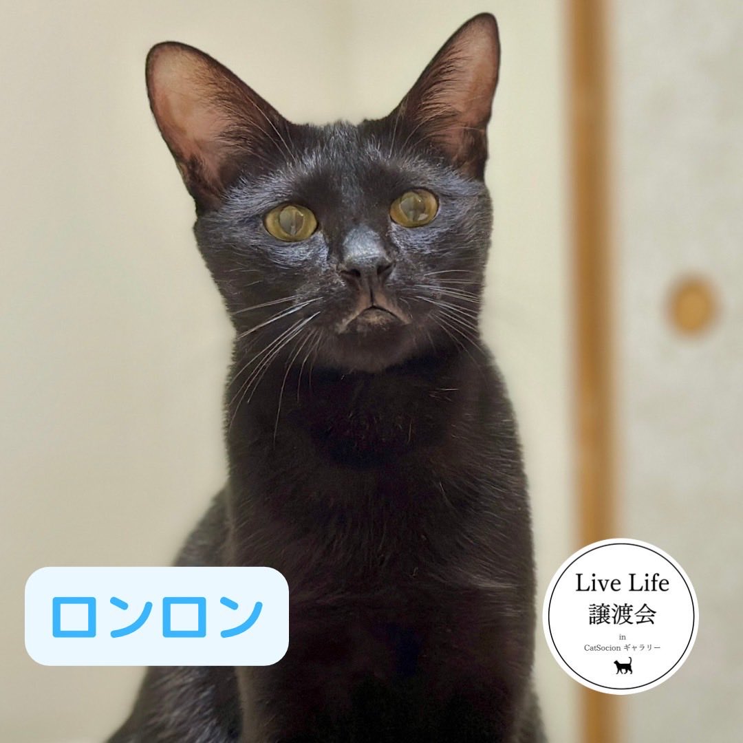 LiveLife譲渡会 in CatSocionギャラリー on X