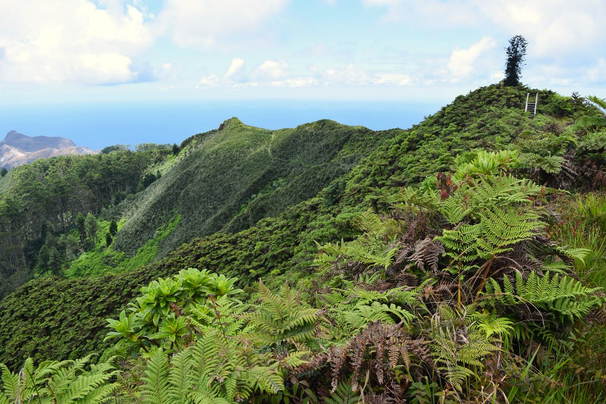 We're pleased to be receiving financial support from <a href="/UKBCFs/">Biodiversity Challenge Funds</a> to Sept 2028, supporting our <a href="/FCDOGovUK/">Foreign, Commonwealth & Development Office</a> funded work to safeguard our cloud forest🌳 Project Manager Shayla Ellick spoke to <a href="/BBCRadio4/">BBC Radio 4</a> about the importance of the cloud forest: bbc.co.uk/sounds/play/m0… (from 38.44) #SHCFP