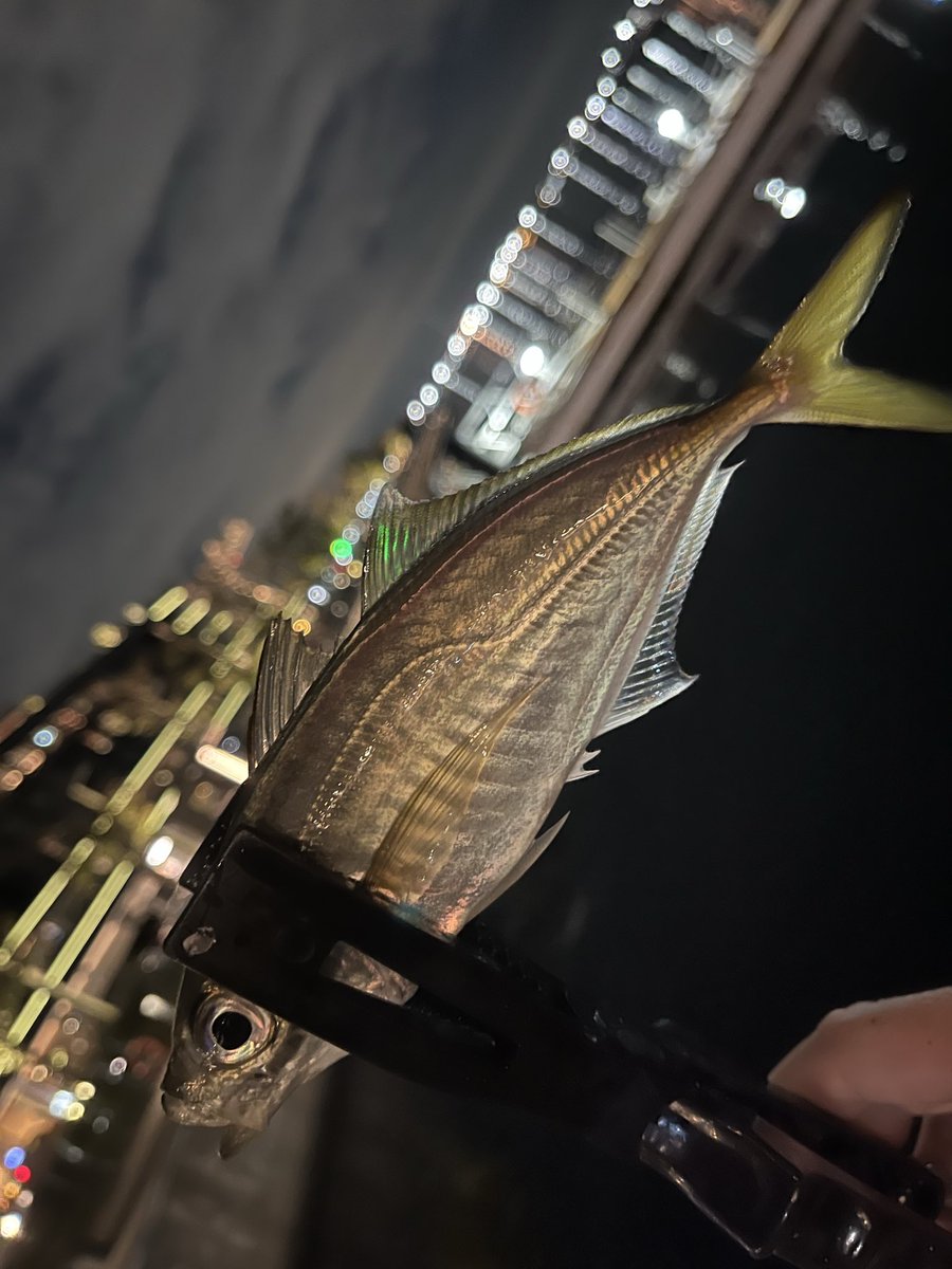 博多ちぇすめだか かもめ🐟 on X