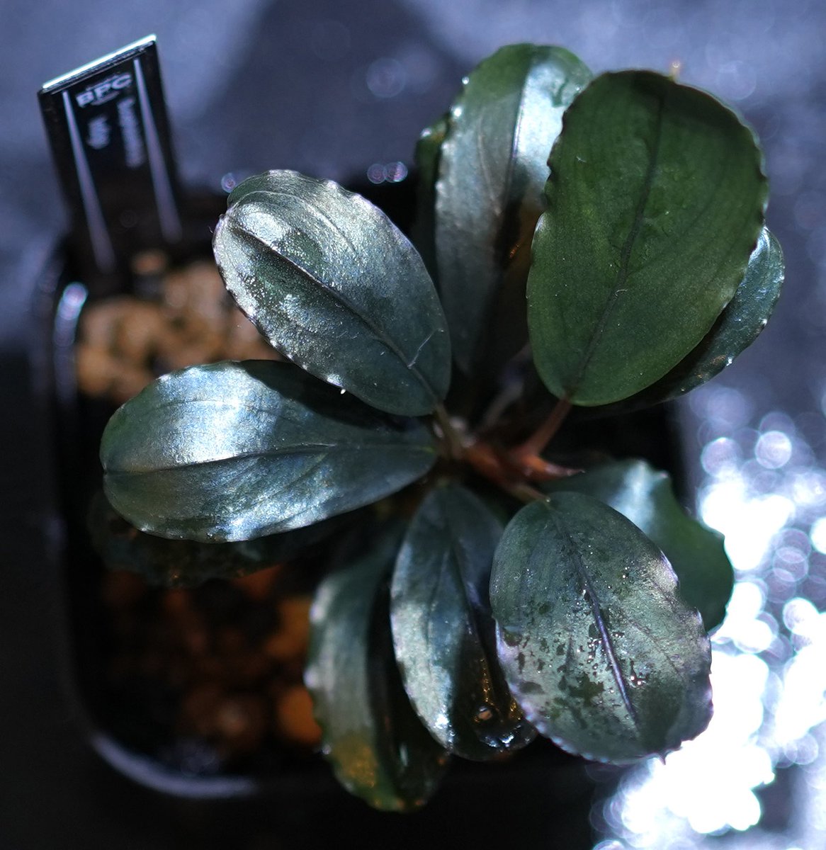 水草かもめ on X