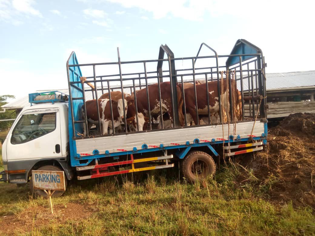 cityfarmug's tweet photo. On the way to their new home!
Looking to upgrade your herd? Reach us on 0786912244 for top-quality breed supplies #BreedingExcellence #ProfitableFarming #GermanyFleckviehCattle https://t.co/bzHs7QDSHW