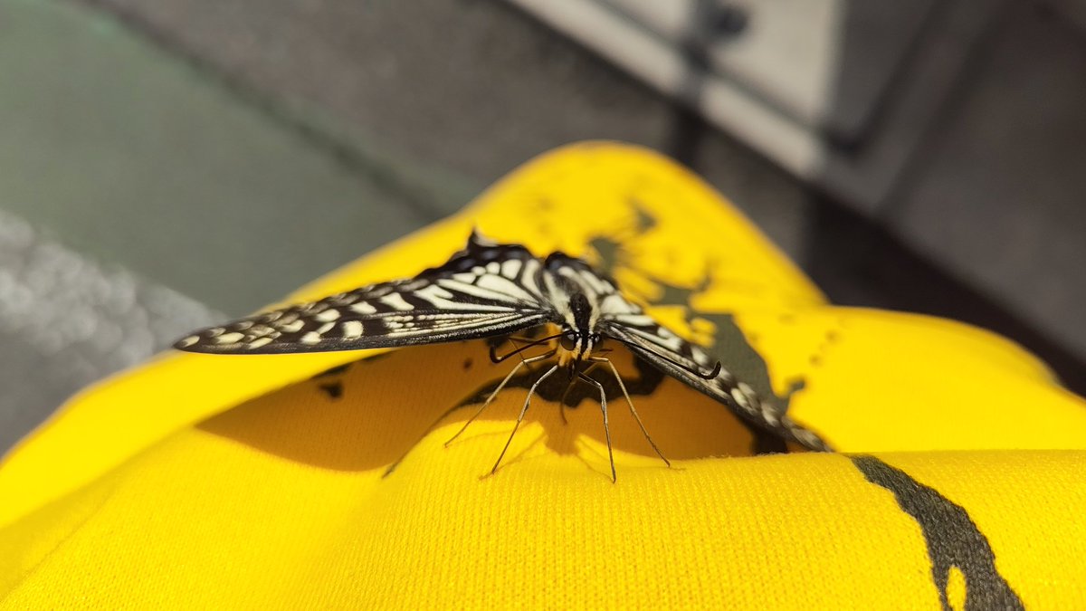 をかじま tweet media