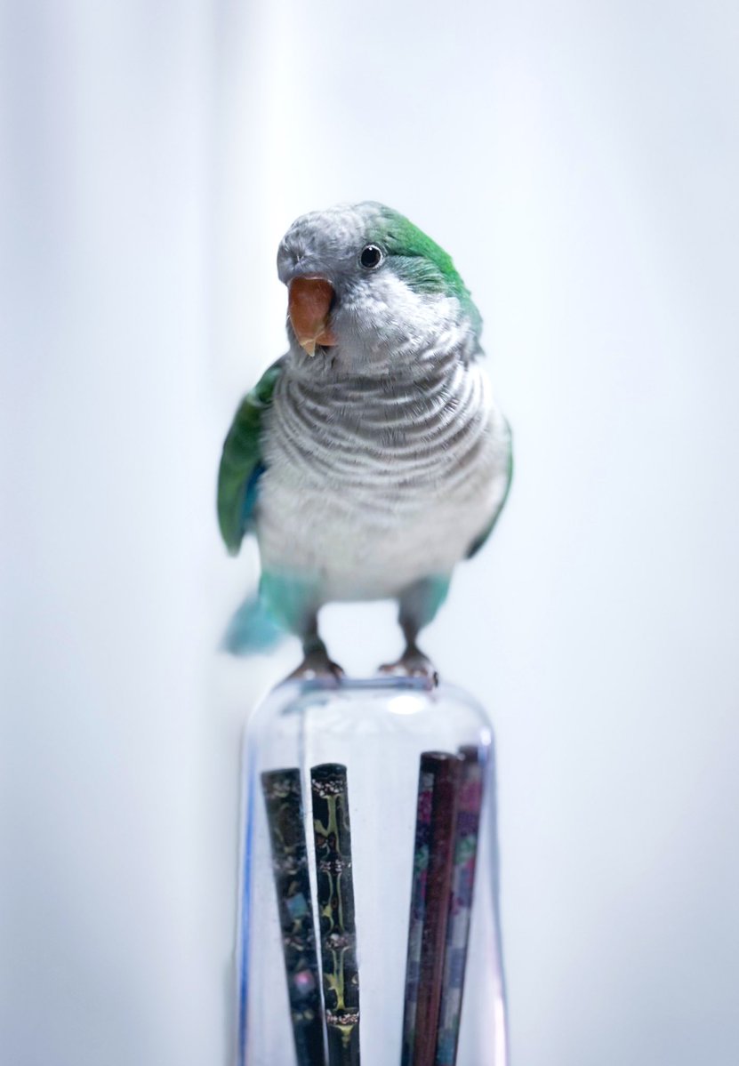 Tweet media one