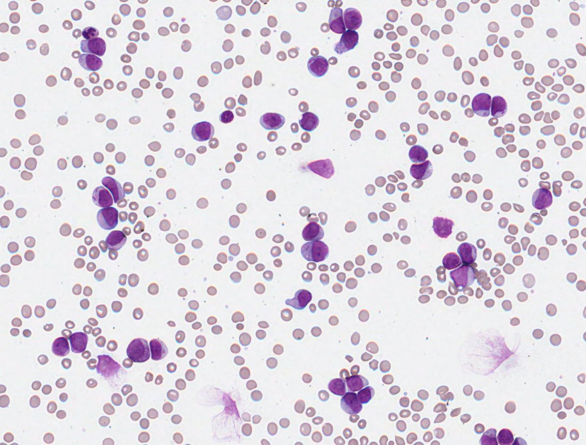 Only Cells tweet media