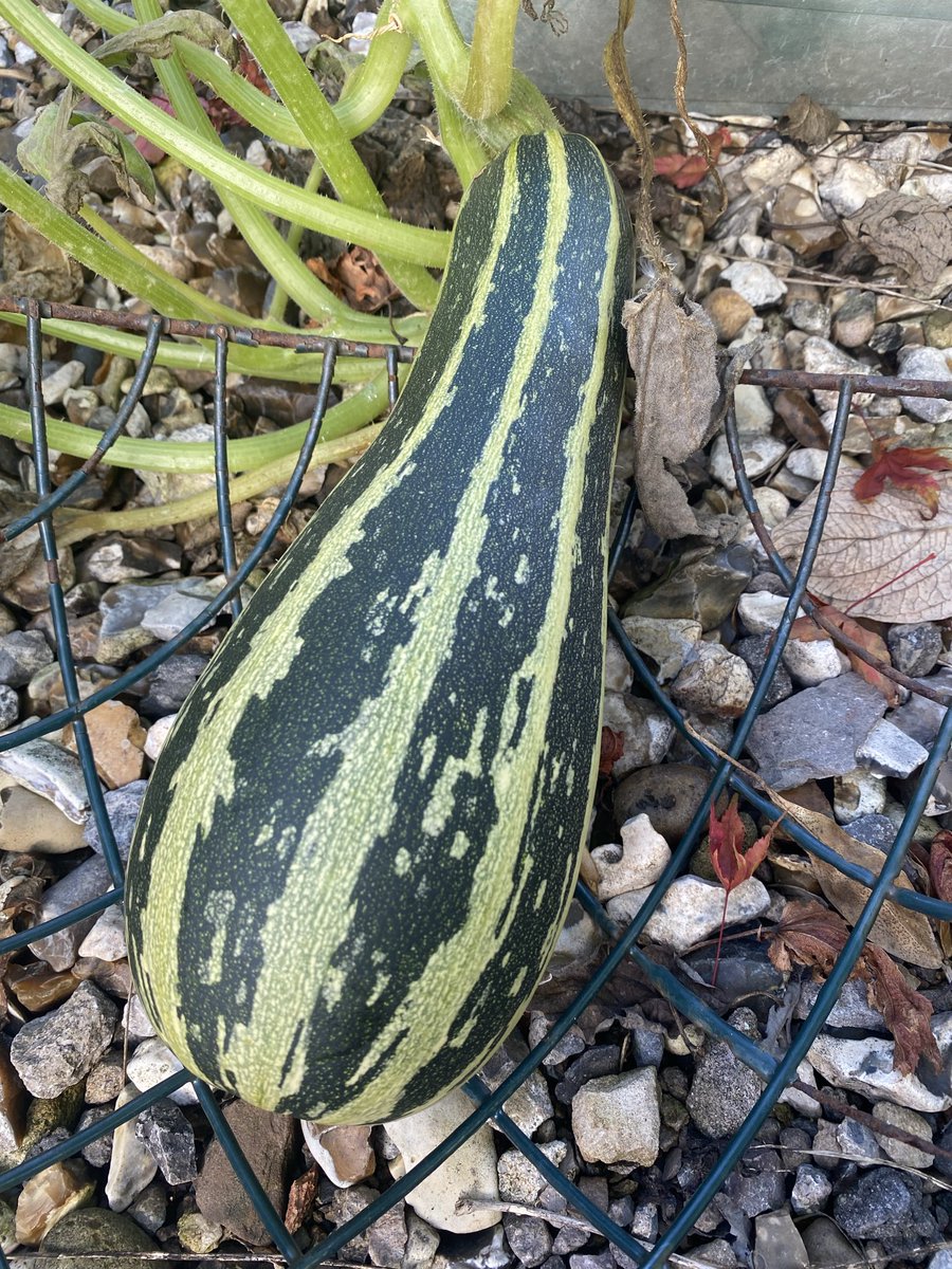 Sue Mayor tweet media