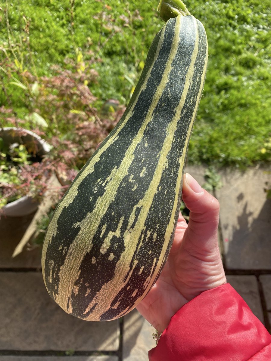 Sue Mayor tweet media