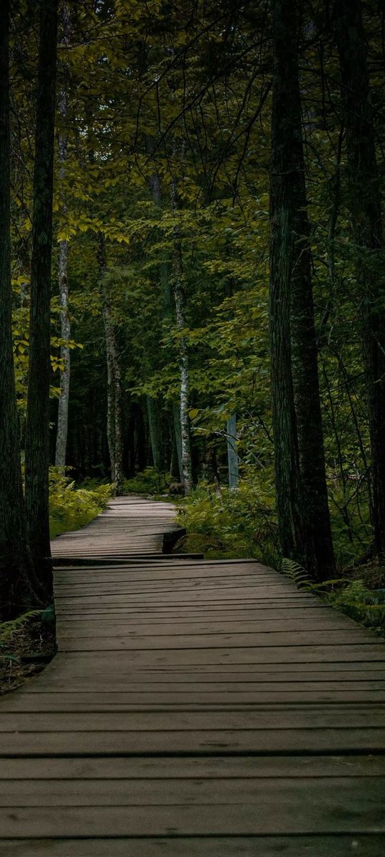 MianSafdar799 tweet media