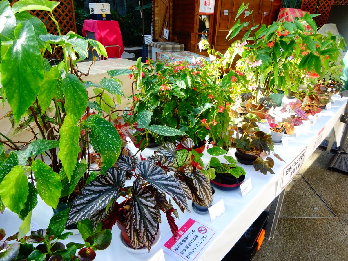 よしだ2号 (@begonia_ysd) / Posts / X