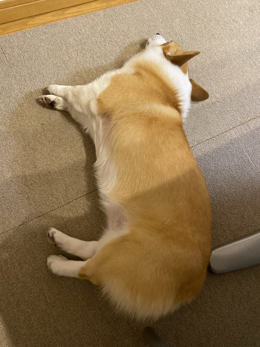 raraRAMU0221's tweet image. 足が短い
特に前足🐾
#welshcorgi #コーギーのいるくらし #小夏　#こなっちゃん
#短足　#かわいい