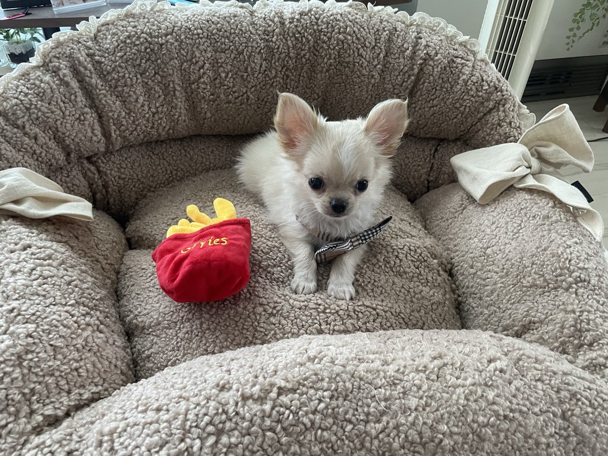 もこわんこ ギャン・カワワ on X