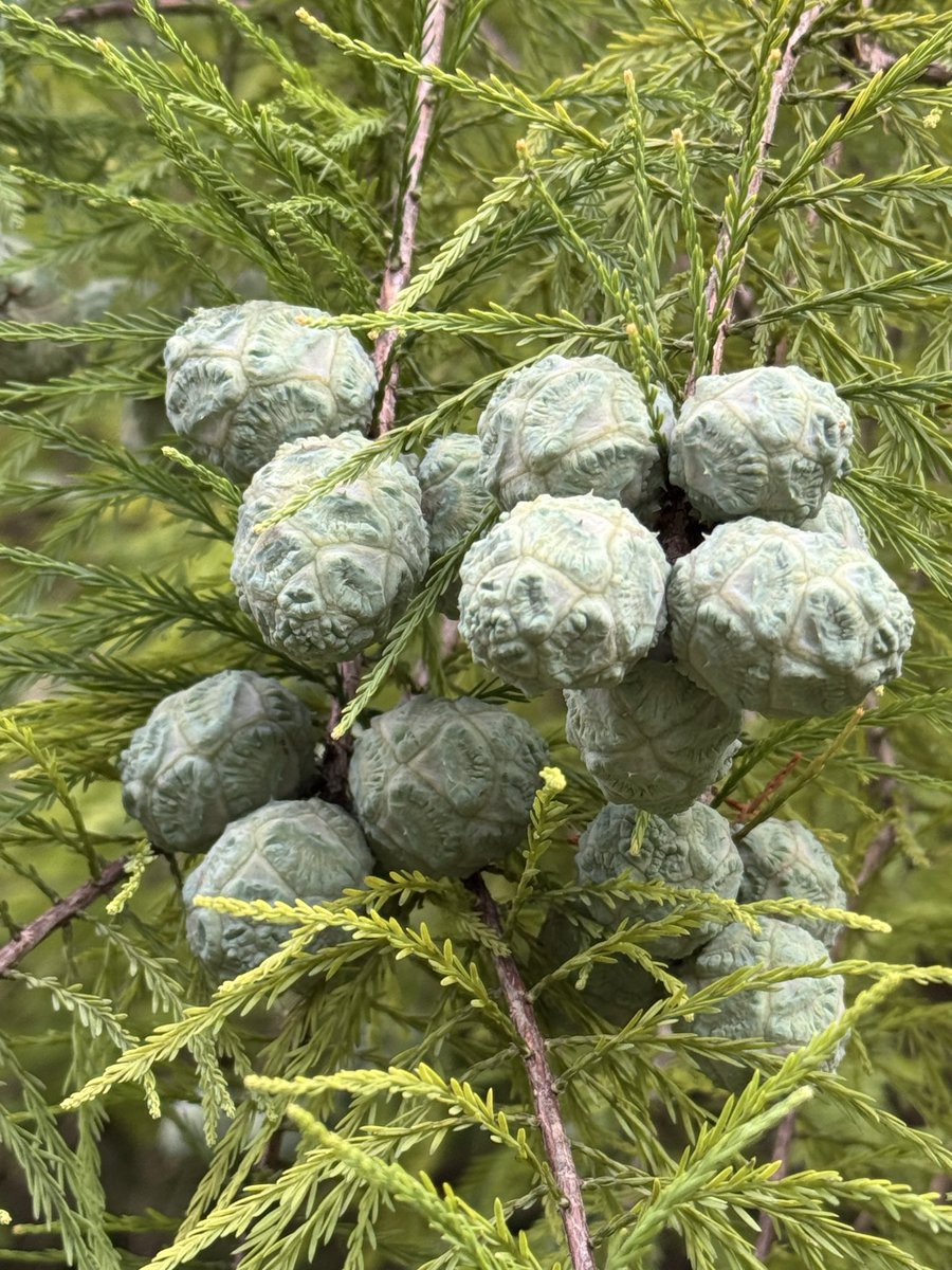 TENtoTEN 悪魔の実 ポヨポヨの実 TENtoTEN 悪魔の実 ポヨポヨの実