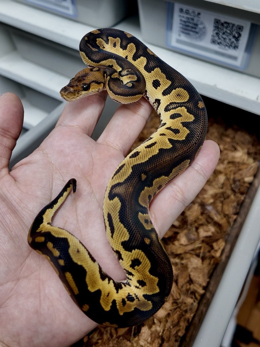 ポンコツあんのうん🐍 (@unknown031688) / Posts / X