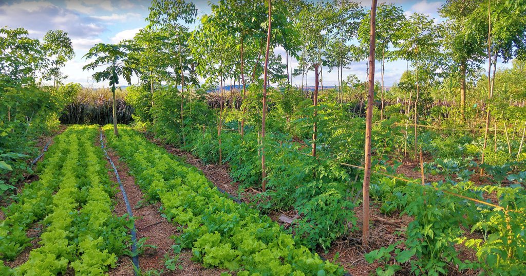Forest4lifec's tweet image. Every #tree on a farm is a solution to climate change, soil erosion, and hunger.
 
#Agroforestry empowers farmers to harvest both crops and a healthy environment.
When we invest in trees, we invest in the future.