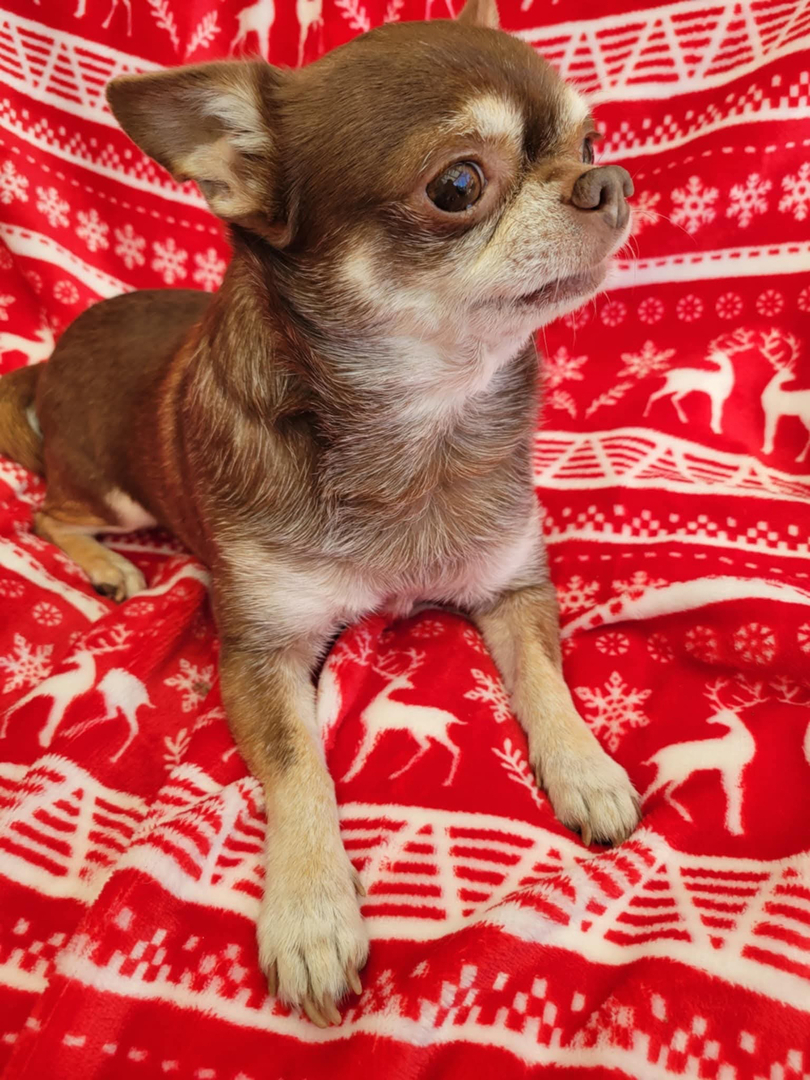 VigiPets.fr (@vigipets) on Twitter photo 🟠 🐶 Chien perdu le 22/10/2025 à Péronnas (01960).
Race : Chihuahua / Âge : 10 an(s)
Luigi / Mâle / Identifié(e) : Oui
☎️ 0614863158
📧 adelaide.sola@hotmail.fr
#VigiPets #chienperdu #chientrouve #chien #perdu #trouve 🟠 🐶 Chien perdu le 22/10/2025 à Péronnas (01960).
Race : Chihuahua / Âge : 10 an(s)
Luigi / Mâle / Identifié(e) : Oui
☎️ 0614863158
📧 adelaide.sola@hotmail.fr
#VigiPets #chienperdu #chientrouve #chien #perdu #trouve