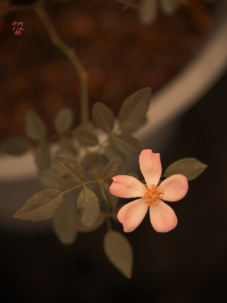 パンテノールM on X