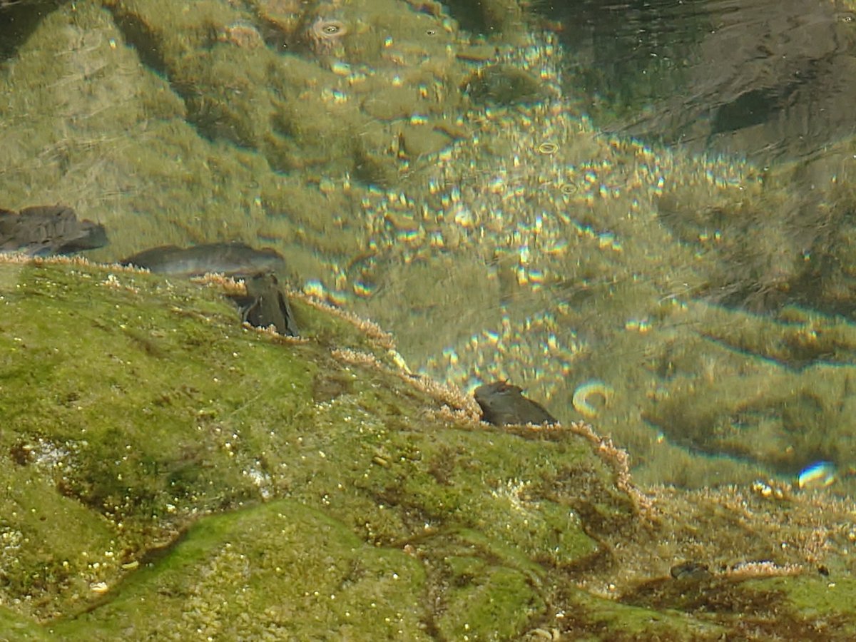 hanku_of_void's tweet image. こういうので良いんだよこういうので