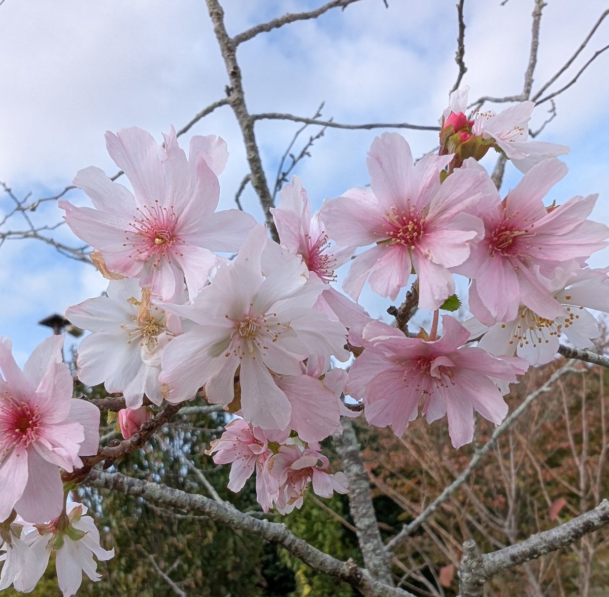 みるみるページ みるみる on X