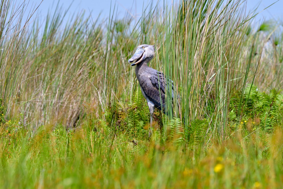 The moment you meet the legendary Shoebill Stork! 
With its prehistoric eyes and that massive, shoe-shaped bill, this magnificent bird is a true wonder of the swamp. We spotted this beauty in Mabamba Swamp, a must-see for any birding enthusiast in Uganda. #BushWonderers #shoebill