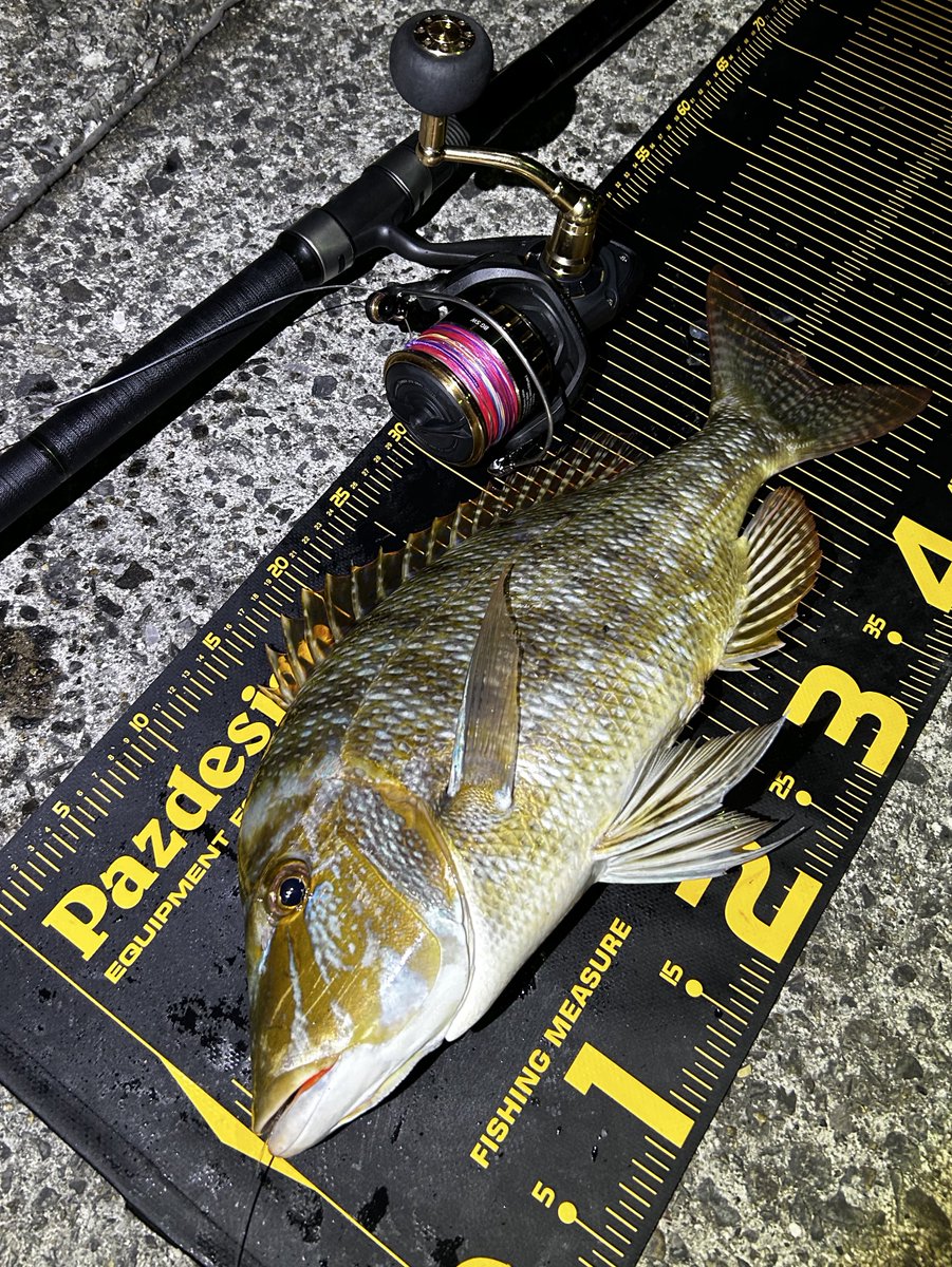 ___codmobile___'s tweet image. 高知