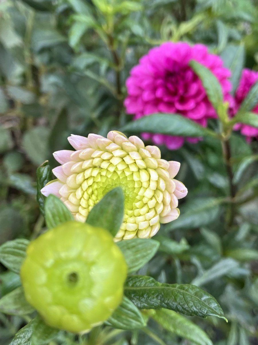 ダリア　原画 🌺📸👀ダリア Dahlia 2025年 10月撮影 Body : SONY ILCE-7RM3