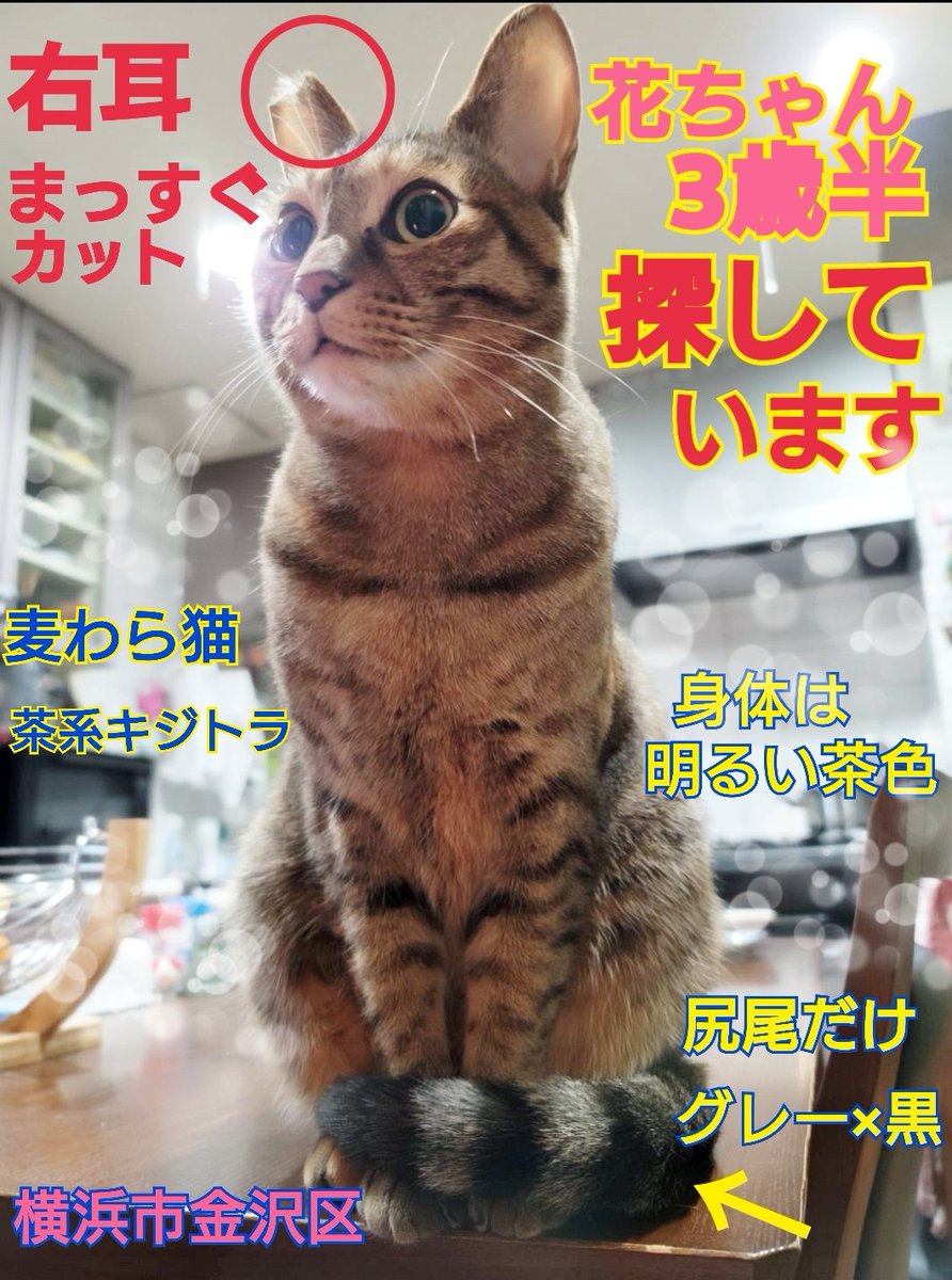 えみ (@squirrelemi) / Posts / X