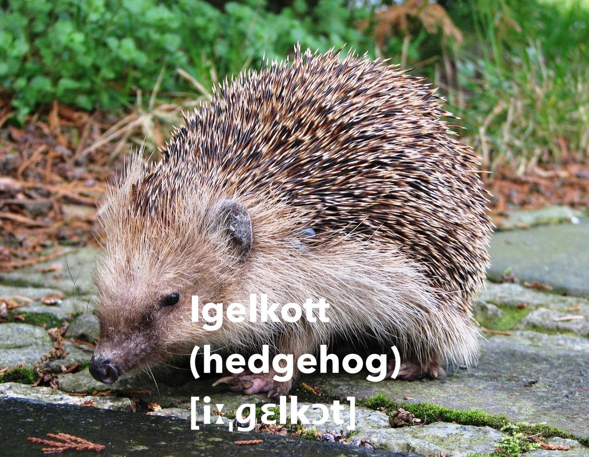 SpeakSwedish's tweet image. #Swedish #animal of the day: #Igelkott (#hedgehog) appears at this time of the year, often under a pile of leaves.

#taggarnautåt