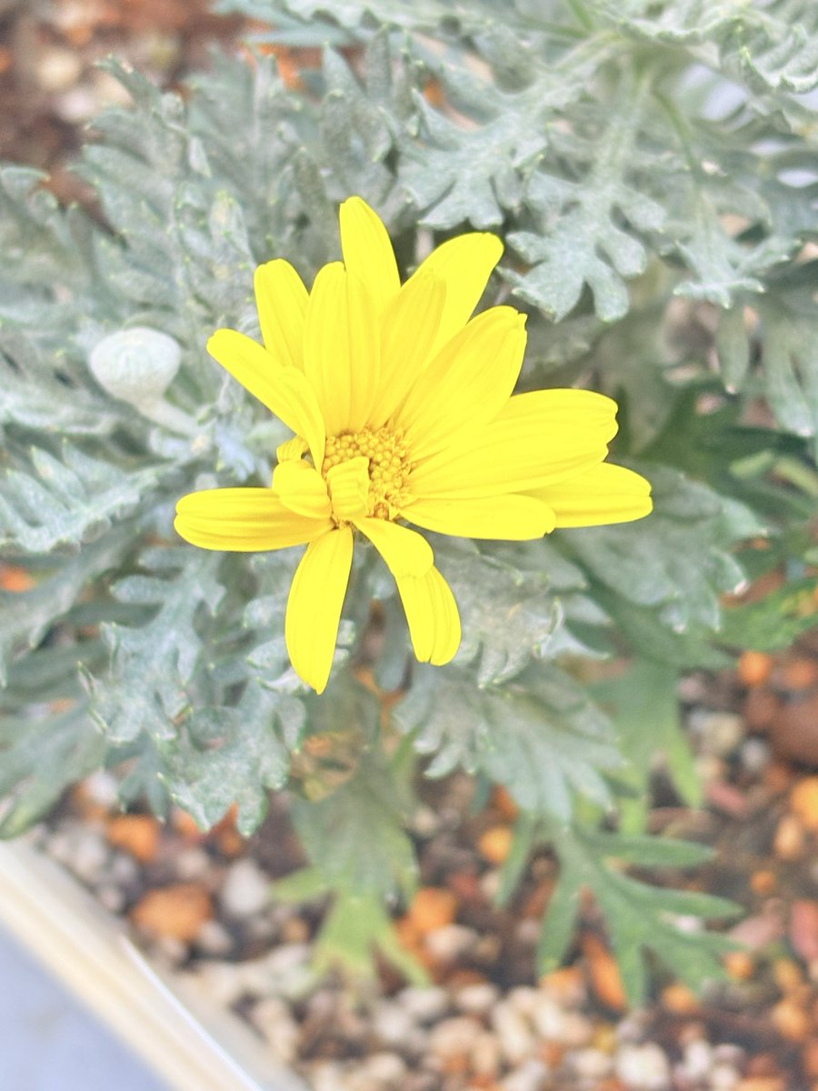 Plant017さん専用(⁠⁠•⁠ᴗ⁠•⁠⁠)