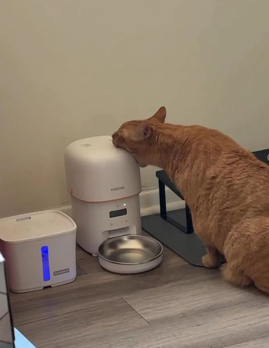 Just orange cat things... Bro tried eating his auto feeder