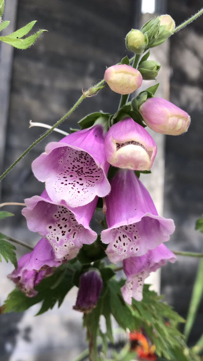 Andy6hutch's tweet image. Morning💕…. Happy Monday 😊…. Have a blinder… #MagentaMonday #Foxglove #HutchGarden #MyGarden #MySanctuary #GardeningX