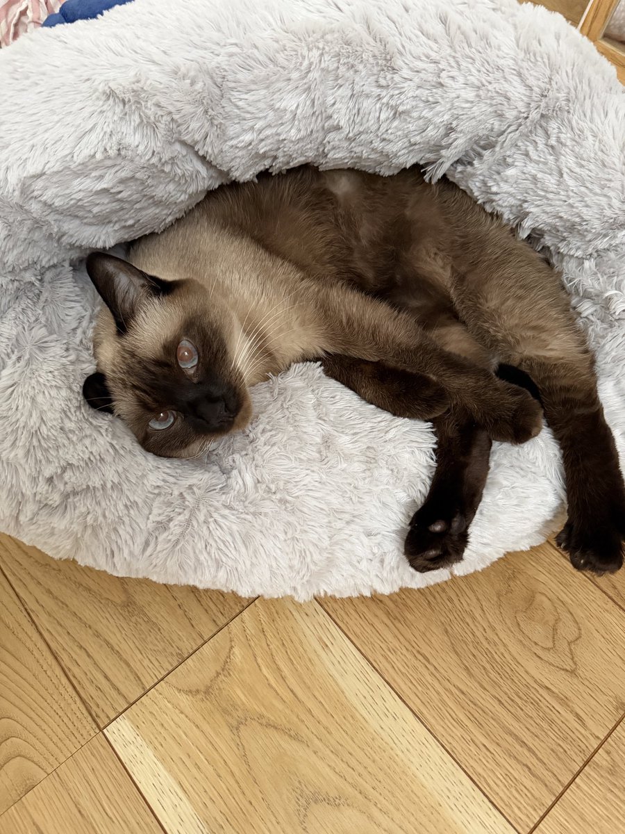 お値下げしました。シャム猫 値下げしました］とっても!!!! シャム猫あずきさんは世界の中心