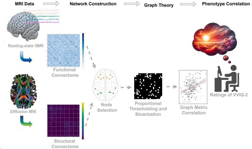 Just published in NeuroImage: What makes some people's mental imagery vivid? We analyzed 500+ brains using graph theory on structural &amp; functional connectomes to ask: which neural networks support imagery vividness? doi.org/10.1016/j.neur…