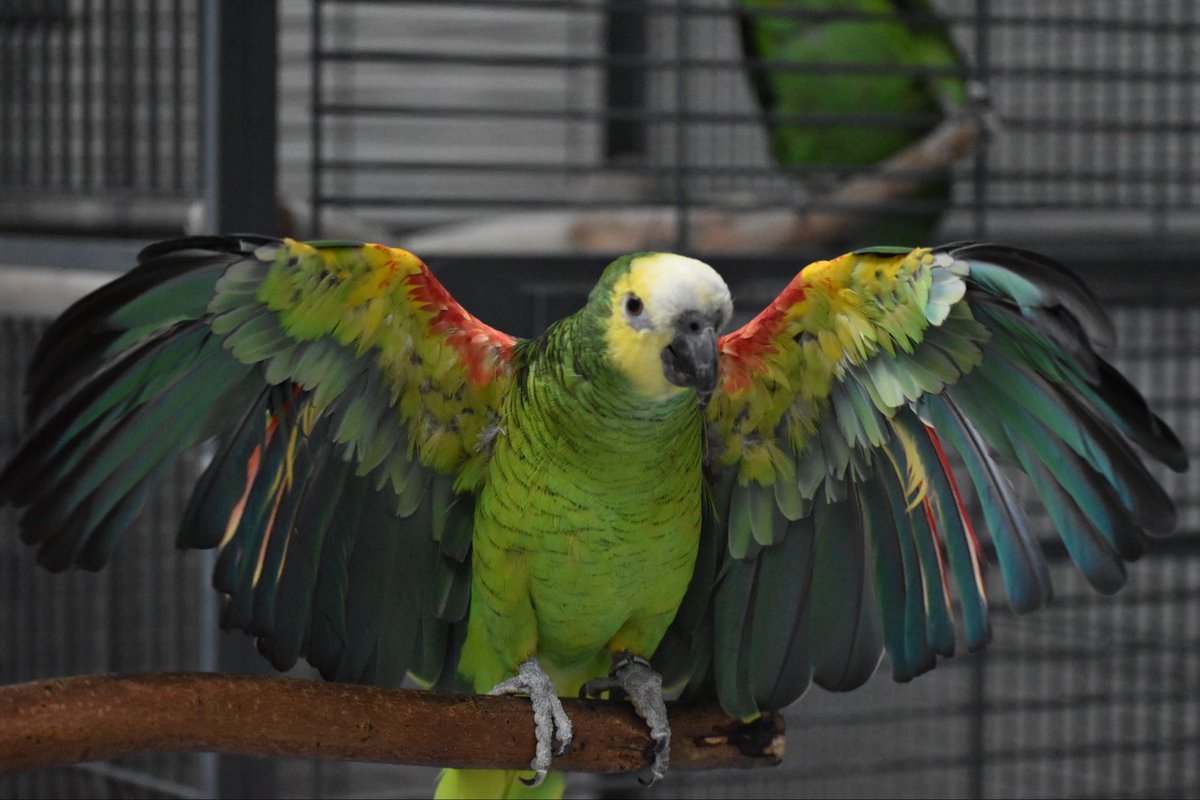 飛ぶ瞬間のお写真かと思うと思いますが、そこで羽ばたいてるだけなので、1ミリも動いてないです(笑)
みち@アオボウシインコ