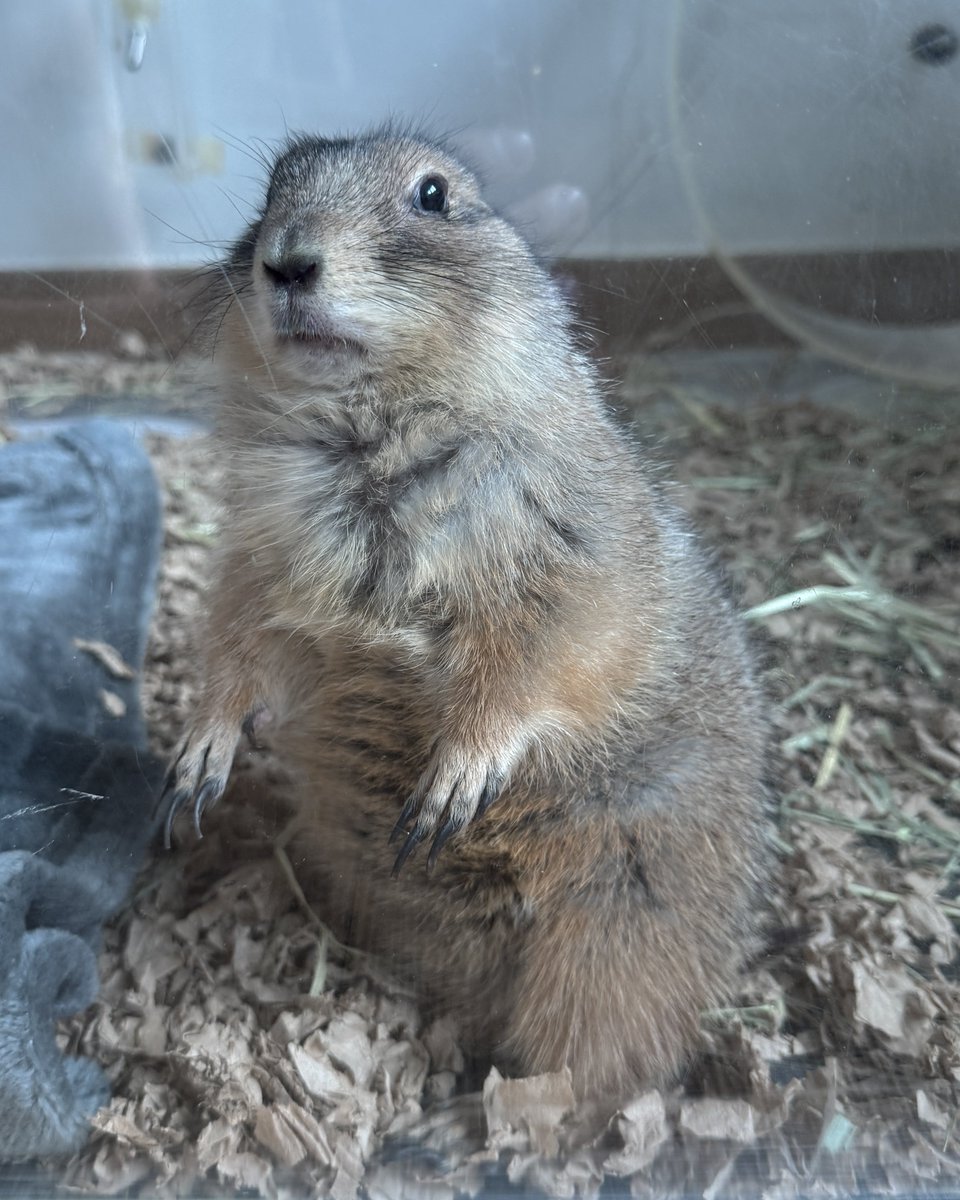 곧 열 살이 되는 강순이는 아직도 애기 같고 아직도 잘 뛰어다녀요🐿️