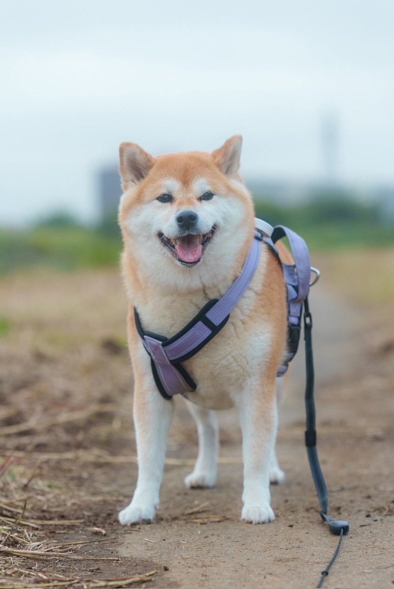 柴イヌ 柴犬♂2510D0932 - YouTube